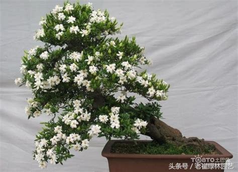 槴子花盆栽|盆栽梔子花怎麼養？只要七步輕鬆搞定